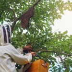 How To Move Beehives