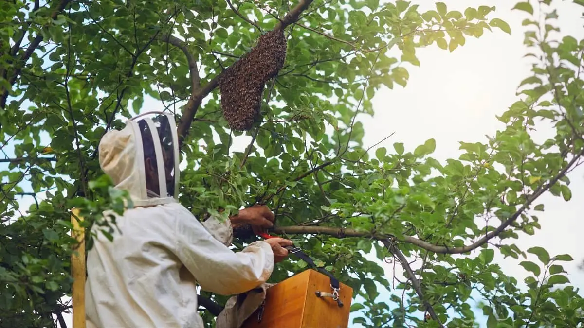 How To Move Beehives