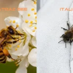 Saskatraz Bees vs Italian