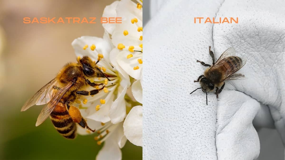 Saskatraz Bees vs Italian