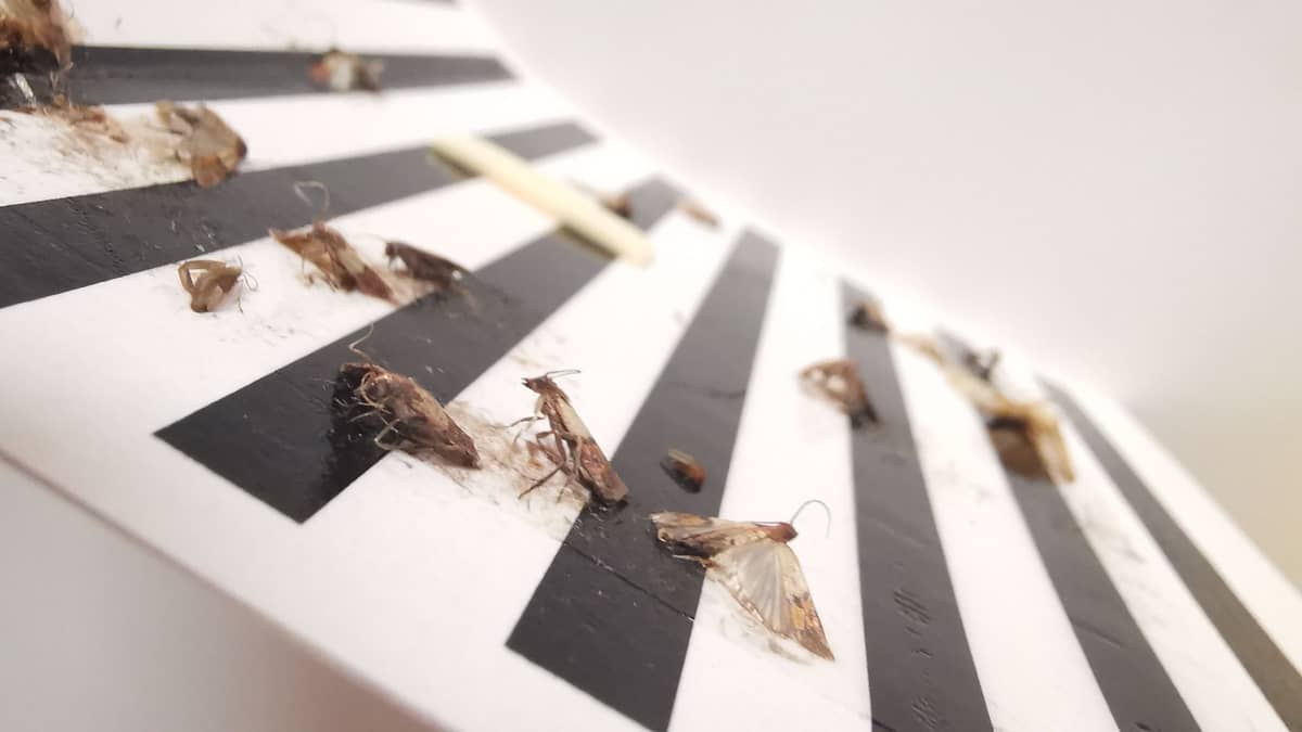 Wax Moths Traps