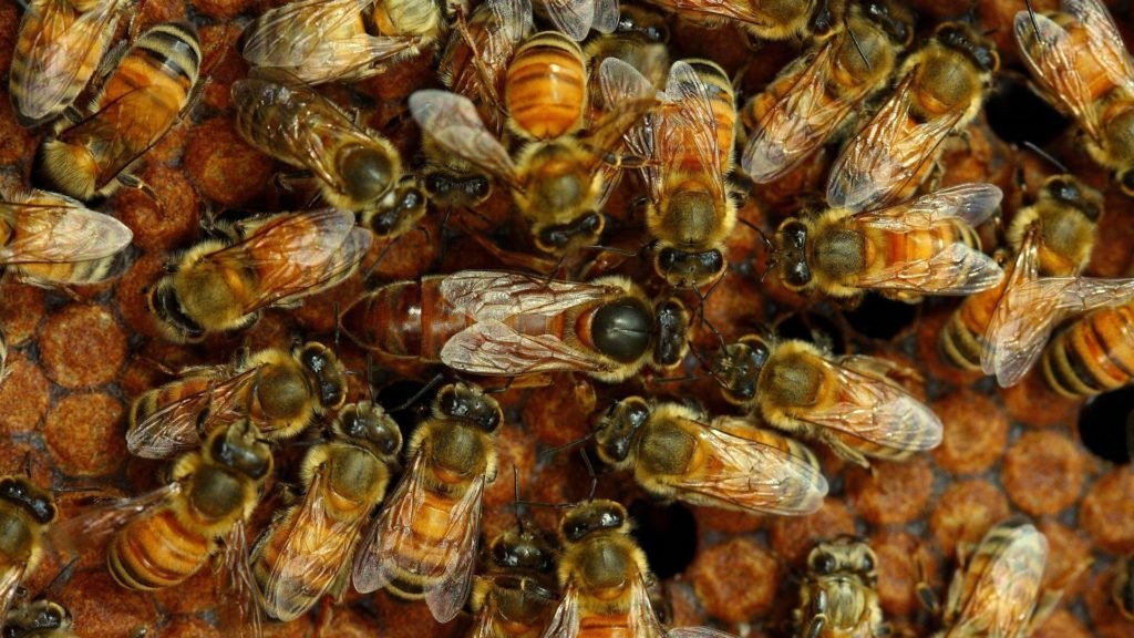 What Are Saskatraz Bees