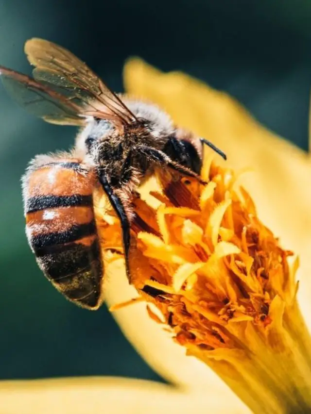 How Do Bees Get Pollen From Flowers?