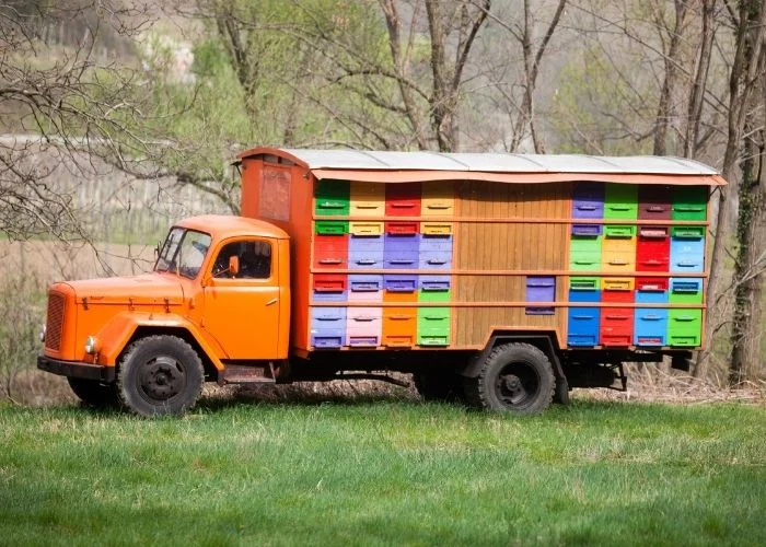 honey bee transportation