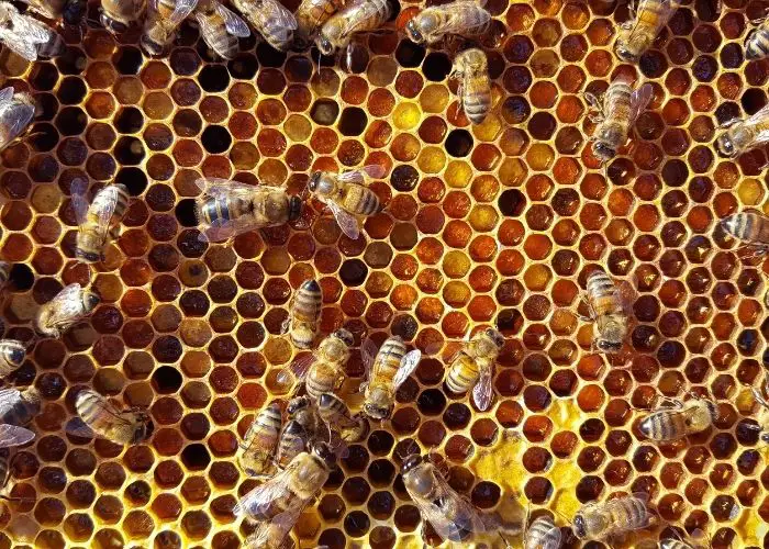 where do bees store pollen