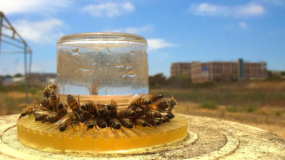 Bee Feeder Types
