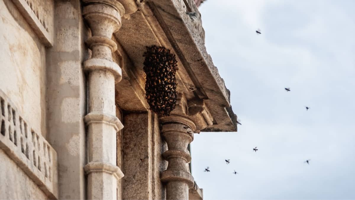 How To Remove A Honey Bee Nest Without Killing Them