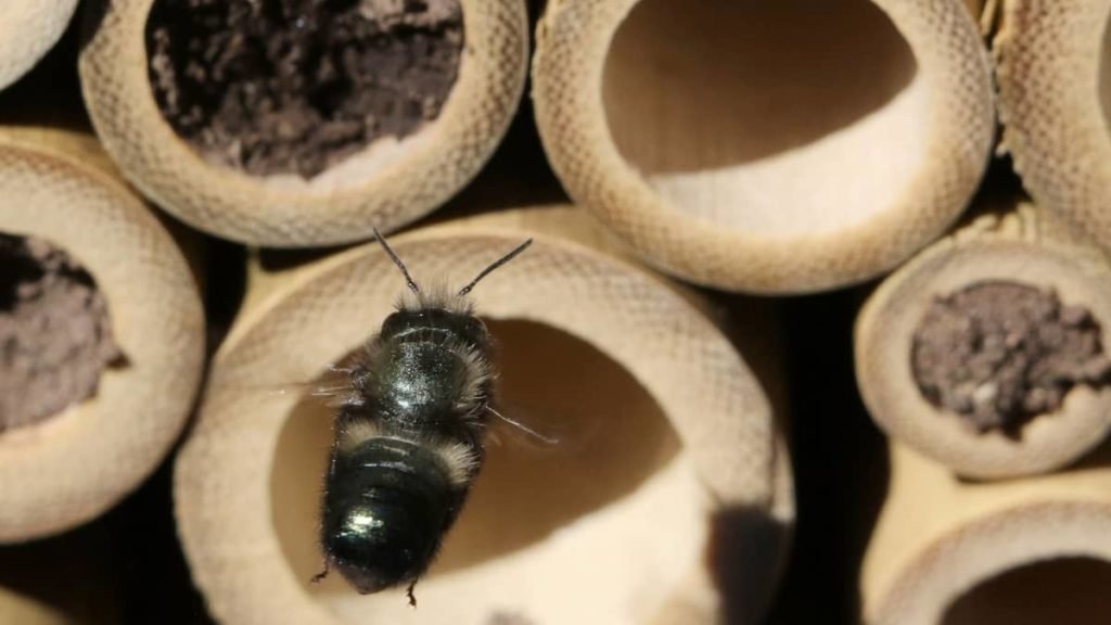 Mason Bee Hole Size