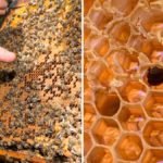 Organic Treatment For Hive Beetles