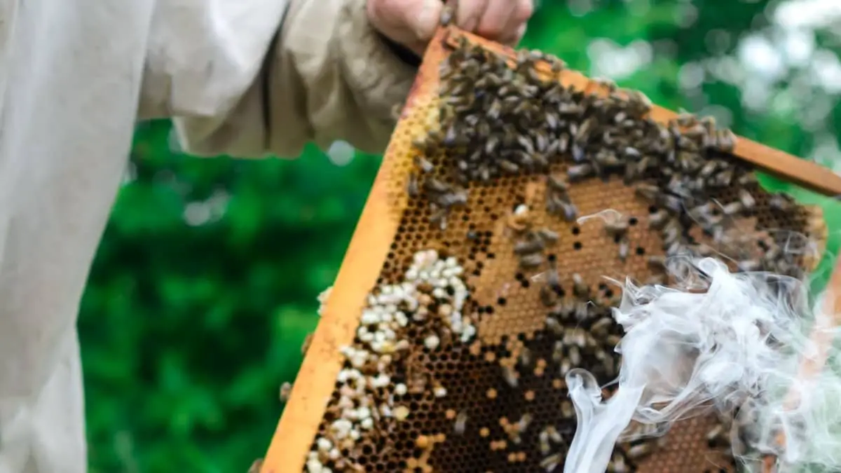Wiederaufladbarers Elektrischer Bienenzucht Raucher Bee Farm Smoke Treatment 