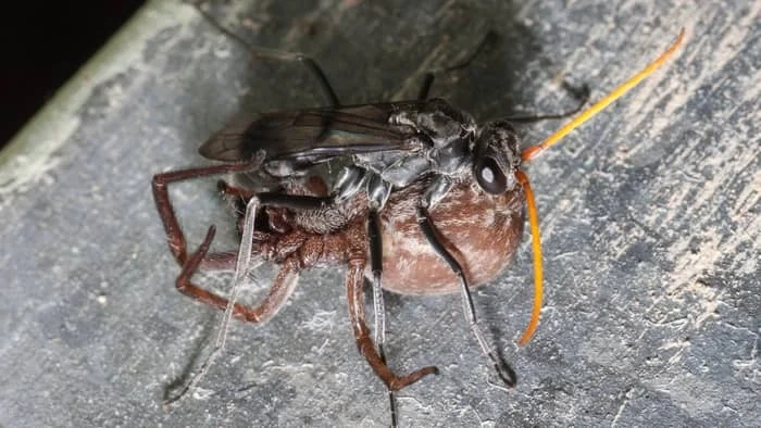 Spider Wasps