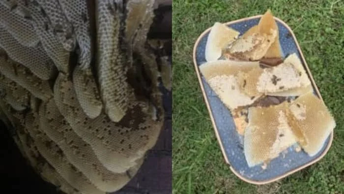 Step 3: Opening The Hive Up