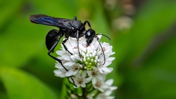 Wasps such as the Great Black