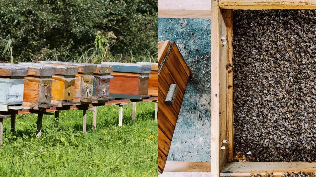 What To Do With A Dead Beehive
