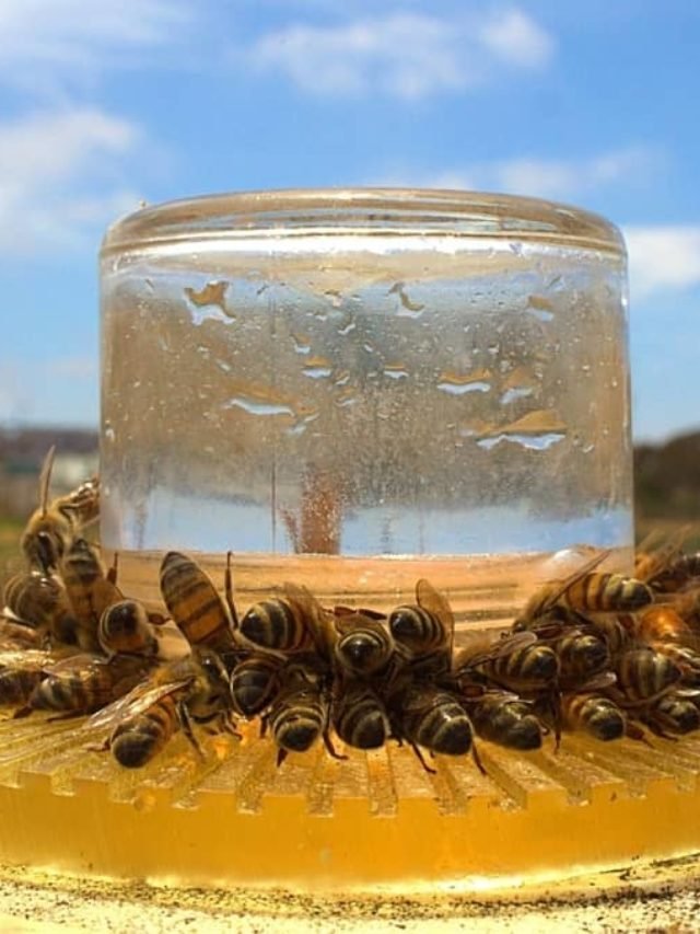 Bee Feeder Types - Beekeeper Tips