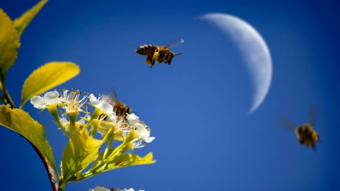 Can Bees Navigate At Night
