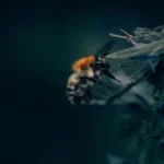 Can Bees See In The Dark