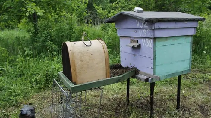 Do Bees Move Into Abandoned Hives