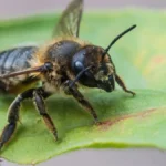 How To Get Rid Of Leaf Cutter Bees