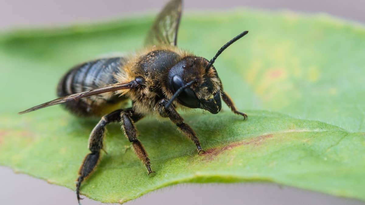 How To Get Rid Of Leaf Cutter Bees