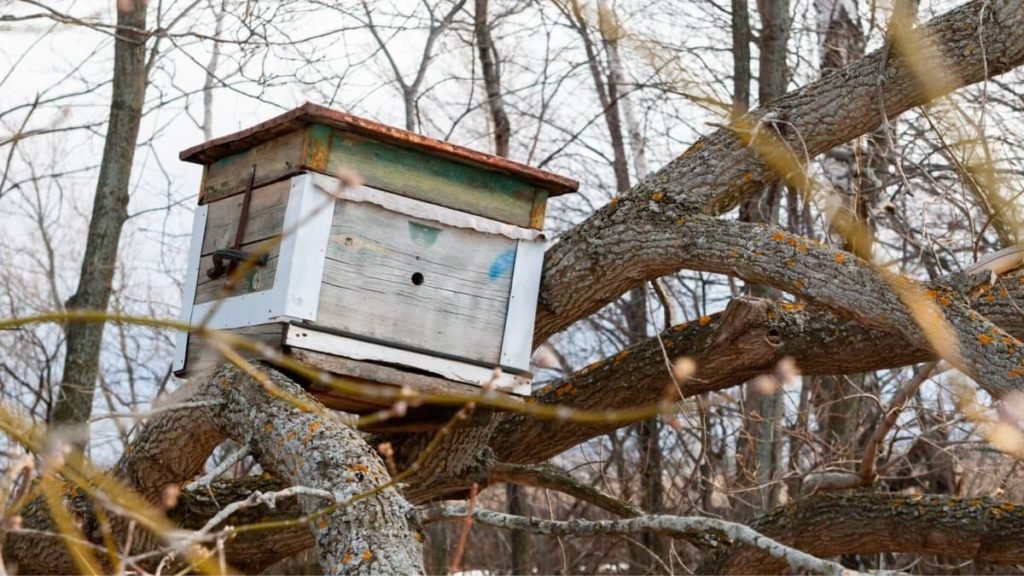 How To Make A Honey Bee Trap