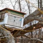 How To Make A Honey Bee Trap