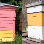 Warre Hive vs Langstroth Hive