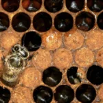 What Are Baby Bees Called