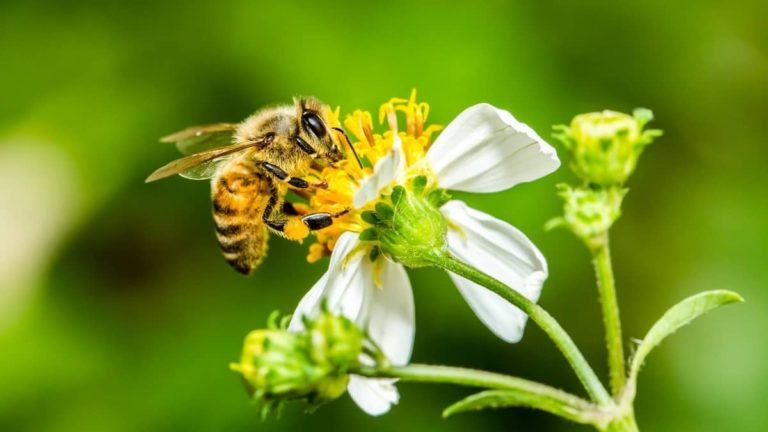 What does a honey bee eat?