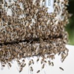 Will Bees Move Into An Empty Hive