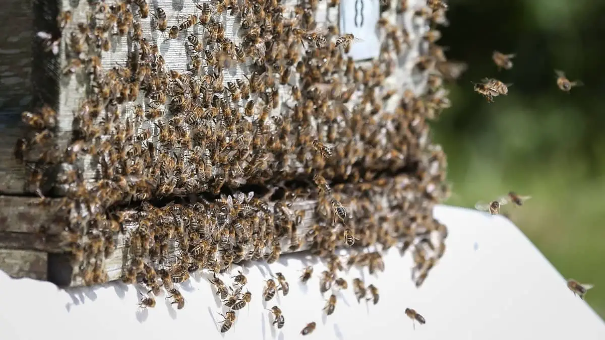 Will Bees Move Into An Empty Hive