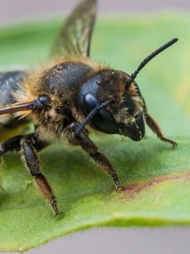 How Do You Get Rid Of Leaf Cutter Bees Naturally?