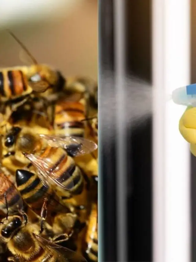 Can You Get Rid of Bees With Soapy Water?