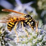 At What Temperature Do Wasps Stop Flying