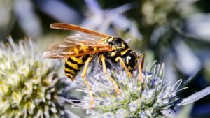 At What Temperature Do Wasps Stop Flying