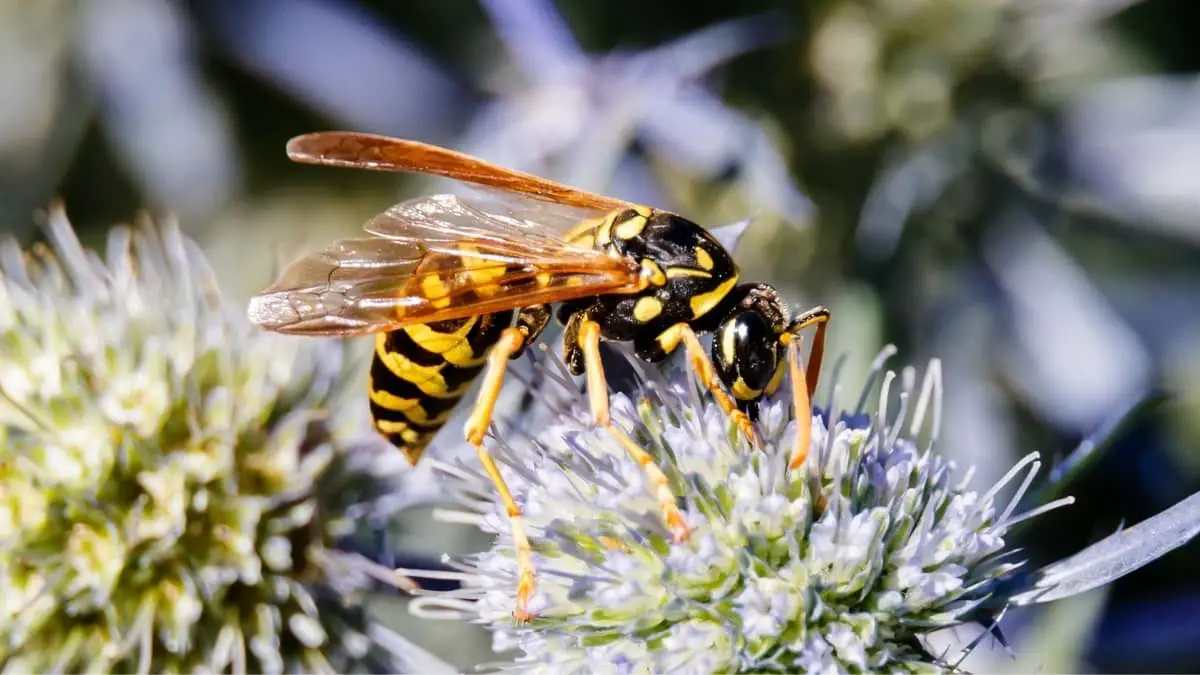 At What Temperature Do Wasps Stop Flying