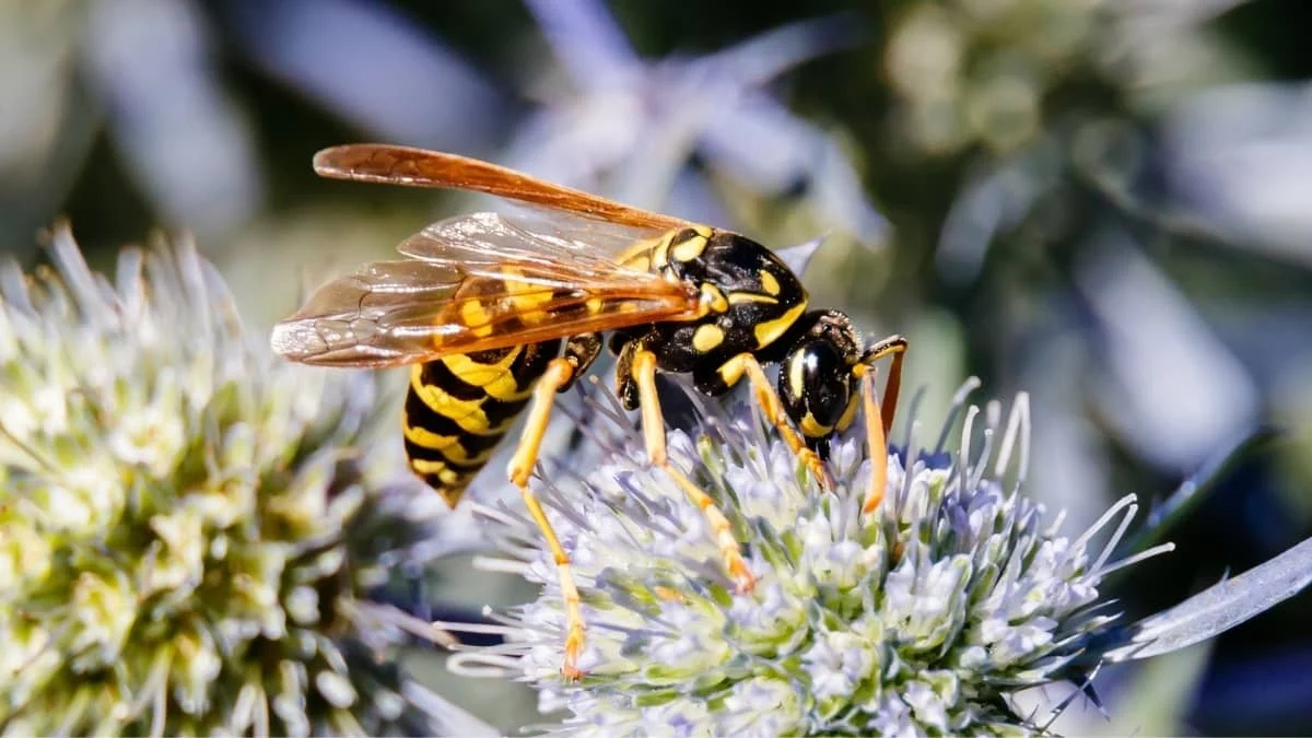 At What Temperature Do Wasps Stop Flying