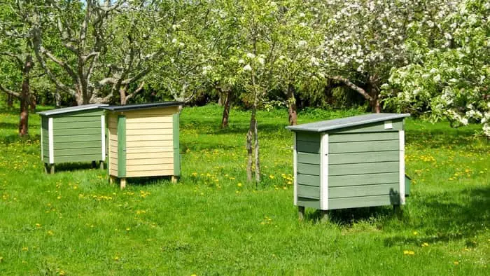 Beehives Be Placed