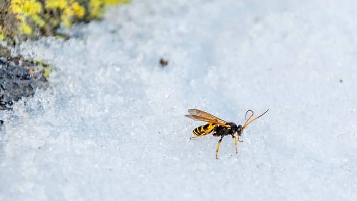 Do Wasps Fly-In Cold Weather