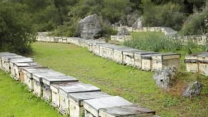 How Far Apart Should Beehives Be Placed