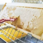 How Much Honey Per Frame