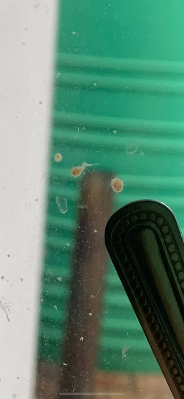Bee Poop on the Window
