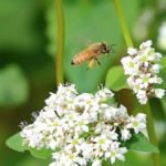 Planting Buckwheat For Honey Bees