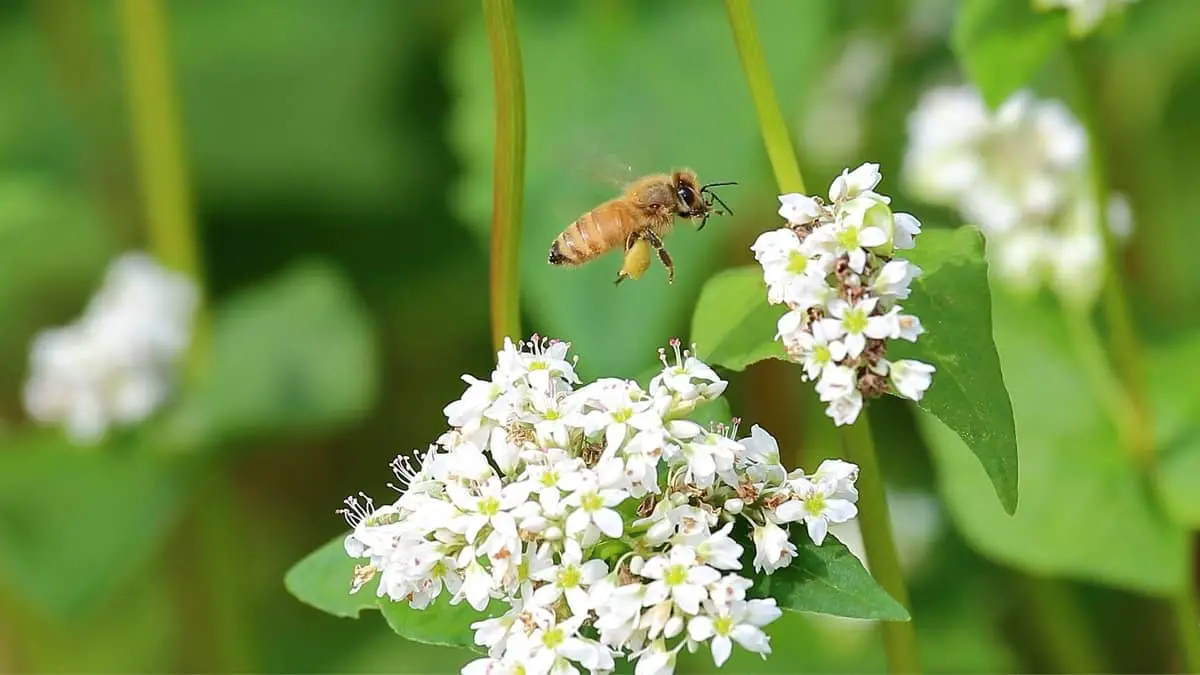 Planting Buckwheat For Honey Bees