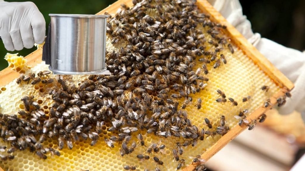 Varroa Mite Powdered Sugar Treatment