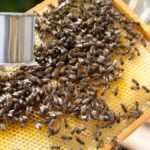 Varroa Mite Powdered Sugar Treatment