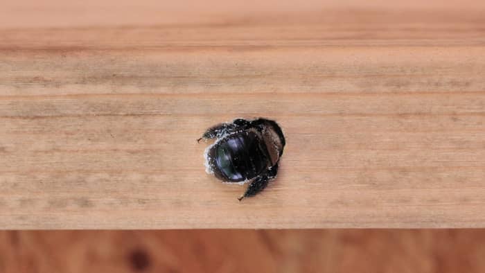 What Are Carpenter Bees