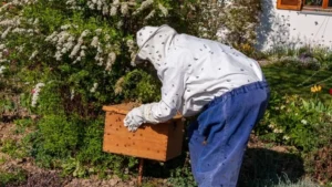 bee removal expert