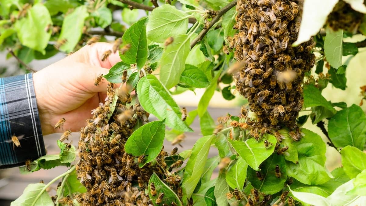 Who To Call For A Beehive Removal