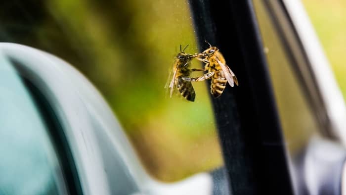 Why Do Bees Swarm Cars - and How Do We Solve This Problem